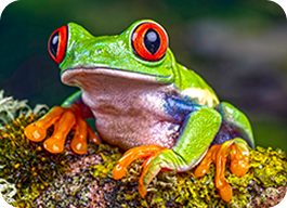 Image of a frog